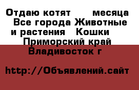 Отдаю котят. 1,5 месяца - Все города Животные и растения » Кошки   . Приморский край,Владивосток г.